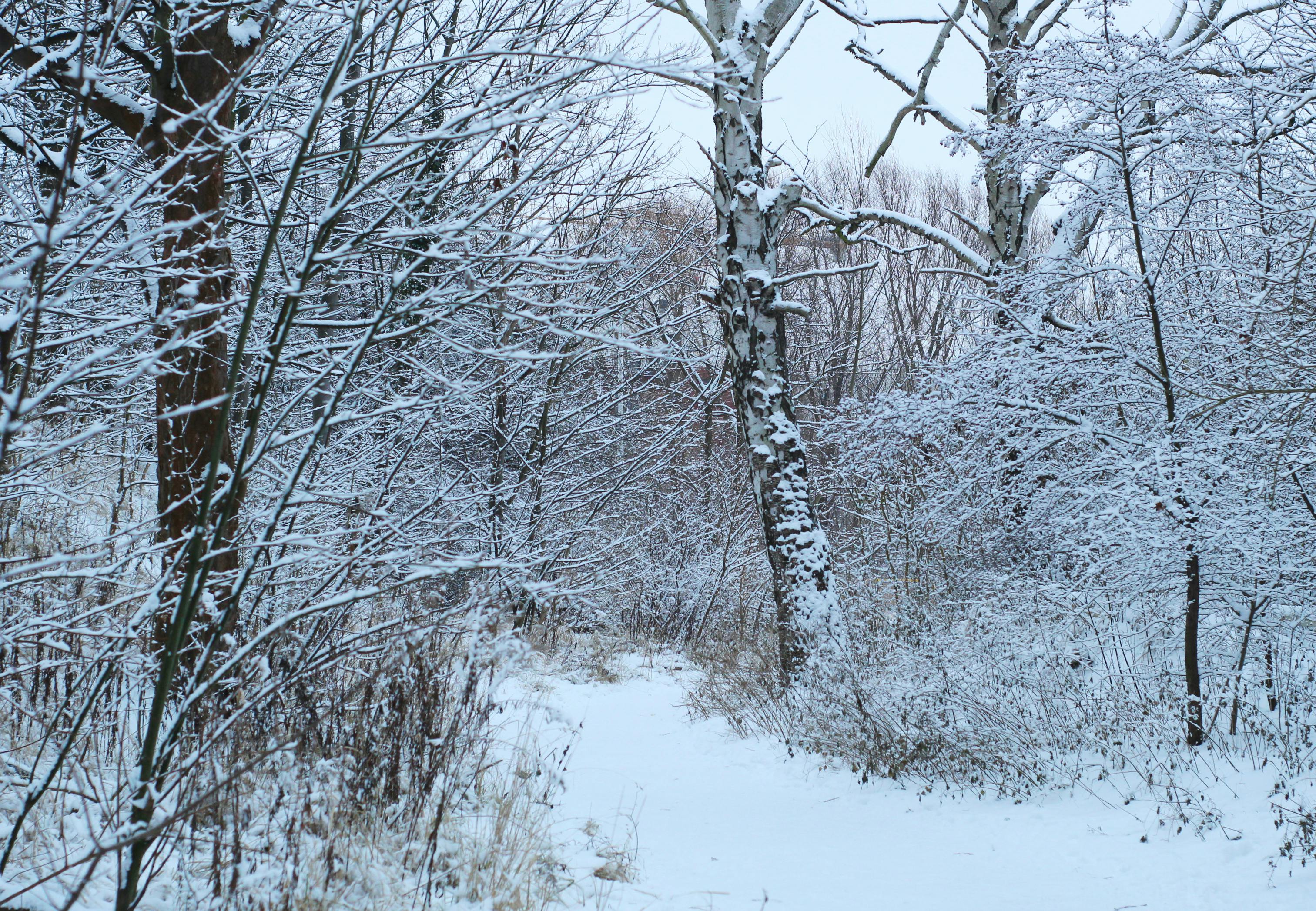 Sfeervolle winterwandeling in Mechelen
